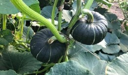 锡盟网红吃瓜群微信,揭秘草原上的网络风云